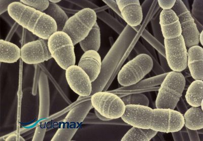 bacterias udemax